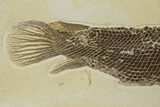 Rare Fossil Gar Fish (Atractosteus) - Wyoming #314554-2